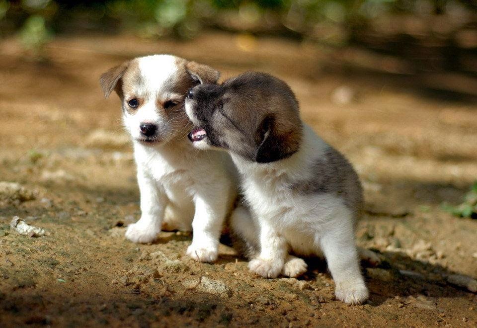 Cat Jokes For Dogs Cat Jokes For Dogs