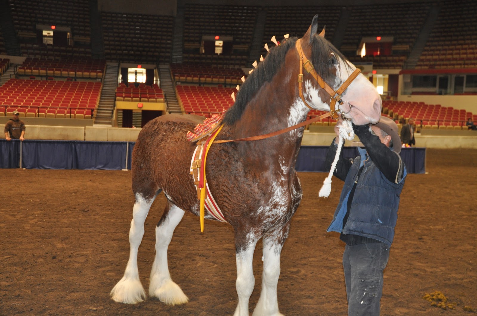 World Clydesdale Show Stallion Halter Classes are underway at WCS