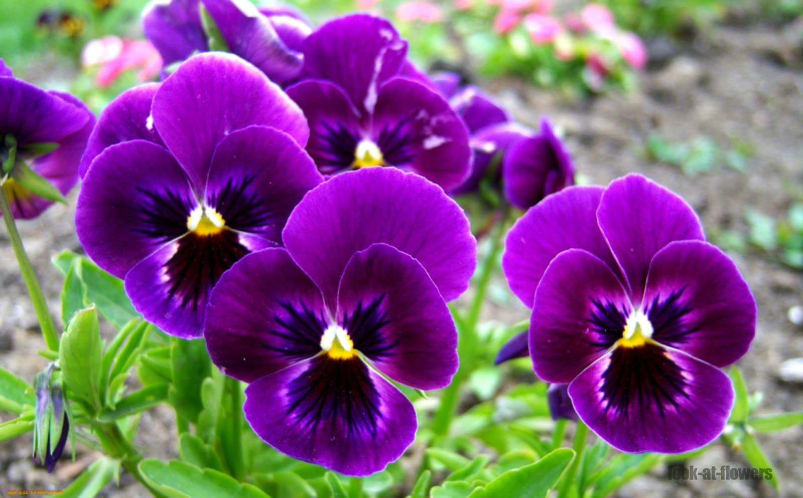 Pansy flower|Pictures of flowers
