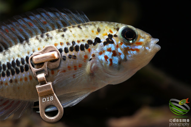 Apistogramma sp. D18 / cf. alacrina