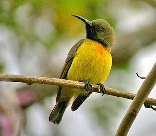 pleci bulu bagus pleci bulu bagus, bulu pleci bagus, pleci bagus