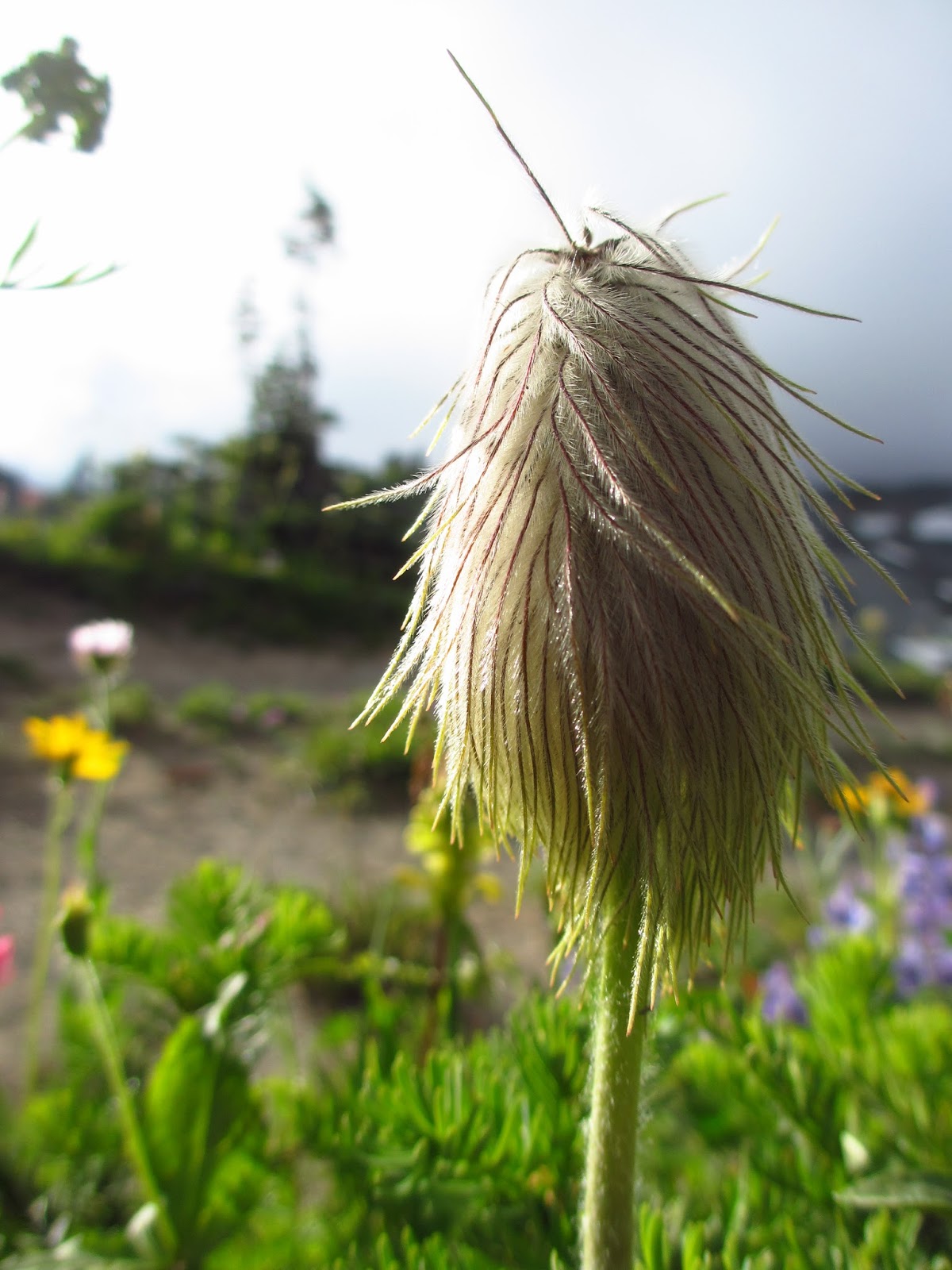 What are the “Dr. Seuss Flowers” in the mountains? – Occasionally Epic