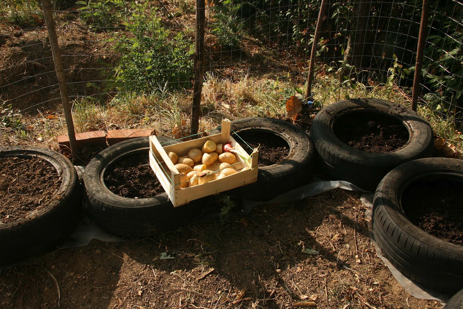 Casa Nella Foresta Planting potatoes in tires