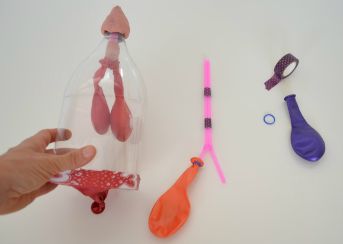 manualidad experimento hacemos pulmones artificiales globos botella