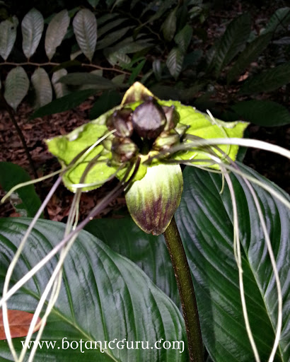 Tacca integrifolia, Black Lily, Purple Bat Flower, White Bat Flower