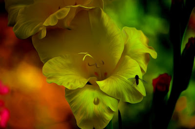 Gladiolen, gladioli, swaardlelies, gladiole, gladiolus, Gladiolen, gladioli, swaardlelies, gladiole, gladiolus, gladioolide, gladiolukset, glaïeuls, γλαδιόλες, glaidiólais, gladiols, gladiolu, kardeliai, gladioler, mieczyki, gladíolos, gladiole, Гладиолусы, Гладиоли, mečíky, гладіолуси, kardvirág, a, гладыёлусы, , グラジオラス、