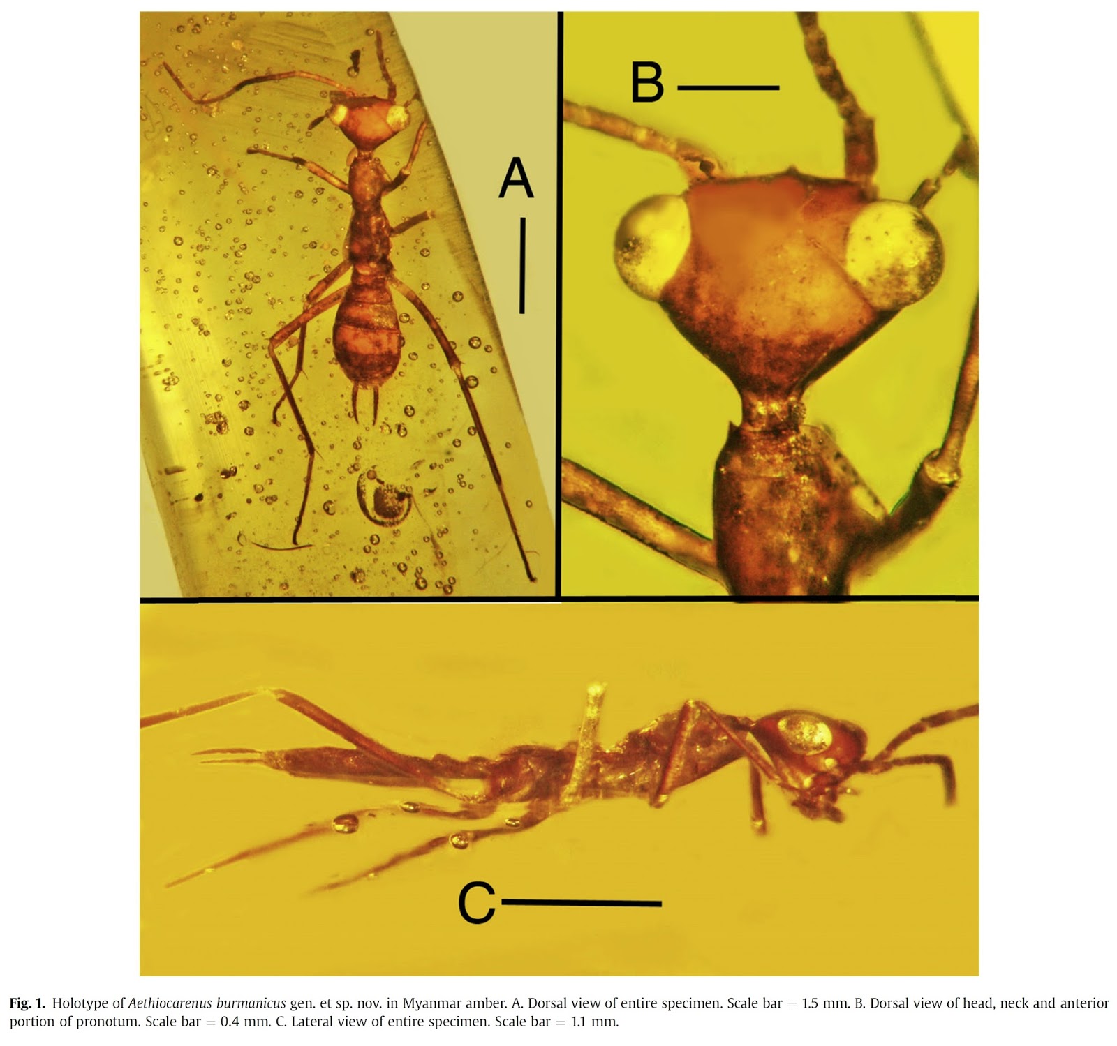 Two New Insect Orders? Variety of Life
