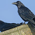 Are Those Gravitational Waves? Nope, They're Just Thirsty Ravens