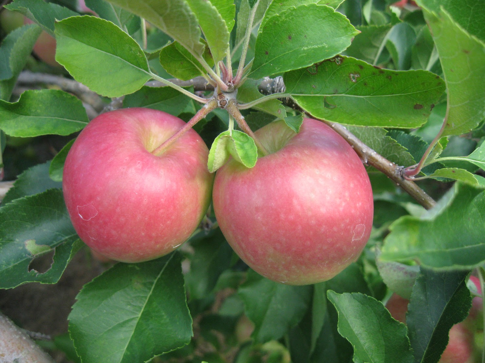 Baked Goods Fuji Apples Good For Baking