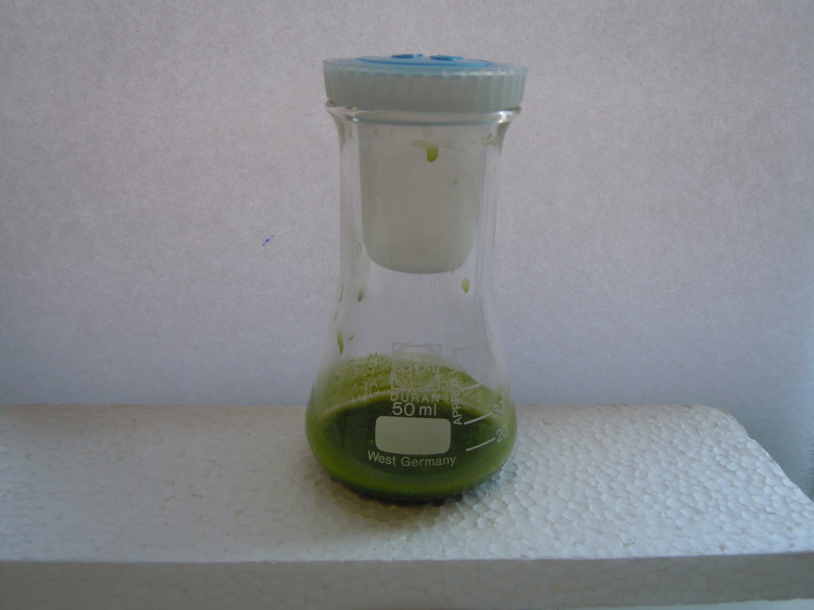 Bio blog chromatographie der blattfarbstoffe