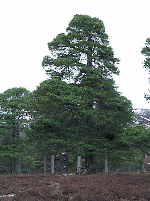 Pinho de Riga Pinho de Riga