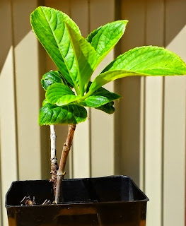 Hydrangeas rooted by stem cutting Hydrangeas rooted by stem cutting