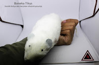 Jual alat sulap boneka tikus Jual alat sulap boneka tikus