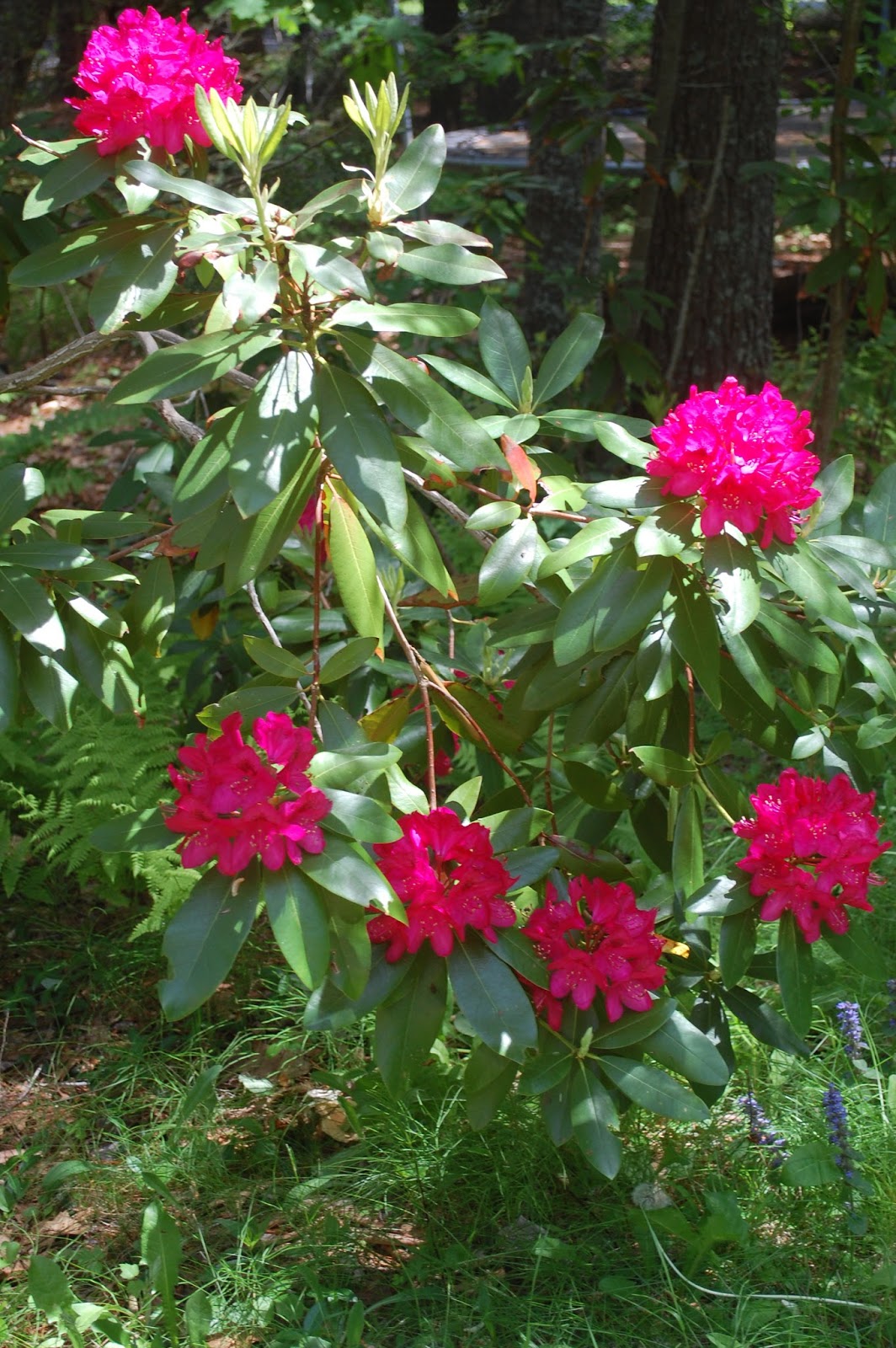 Sprouts Rhododendrons in Bloom