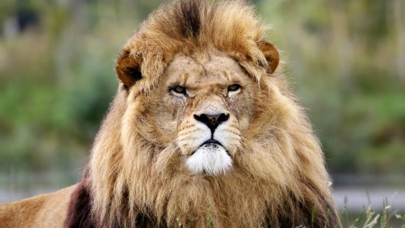Lion King in Wild Africa