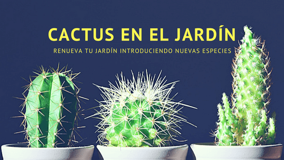 cactus en jardín conciencia agroecologica introduce cactus en el jardín