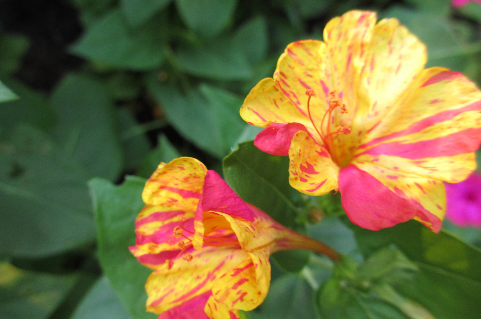 Reluctant Rebel Why Do My 4 O'Clocks Bloom at 730? And A 'Hummingbird