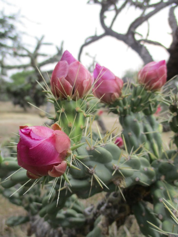 El nopal - blog 11