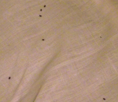Bed Bugs Black Spots On Sheets