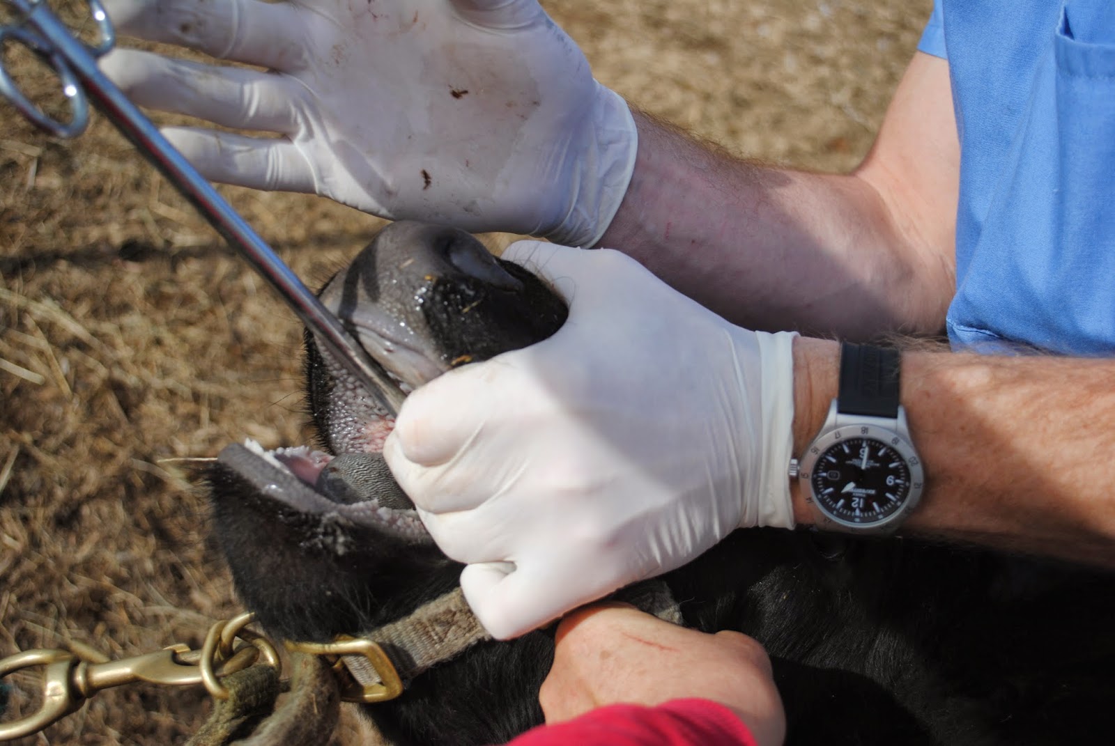 Adventures on Zephyr Hill Farm Fatal Attraction Hardware Disease in Cattle