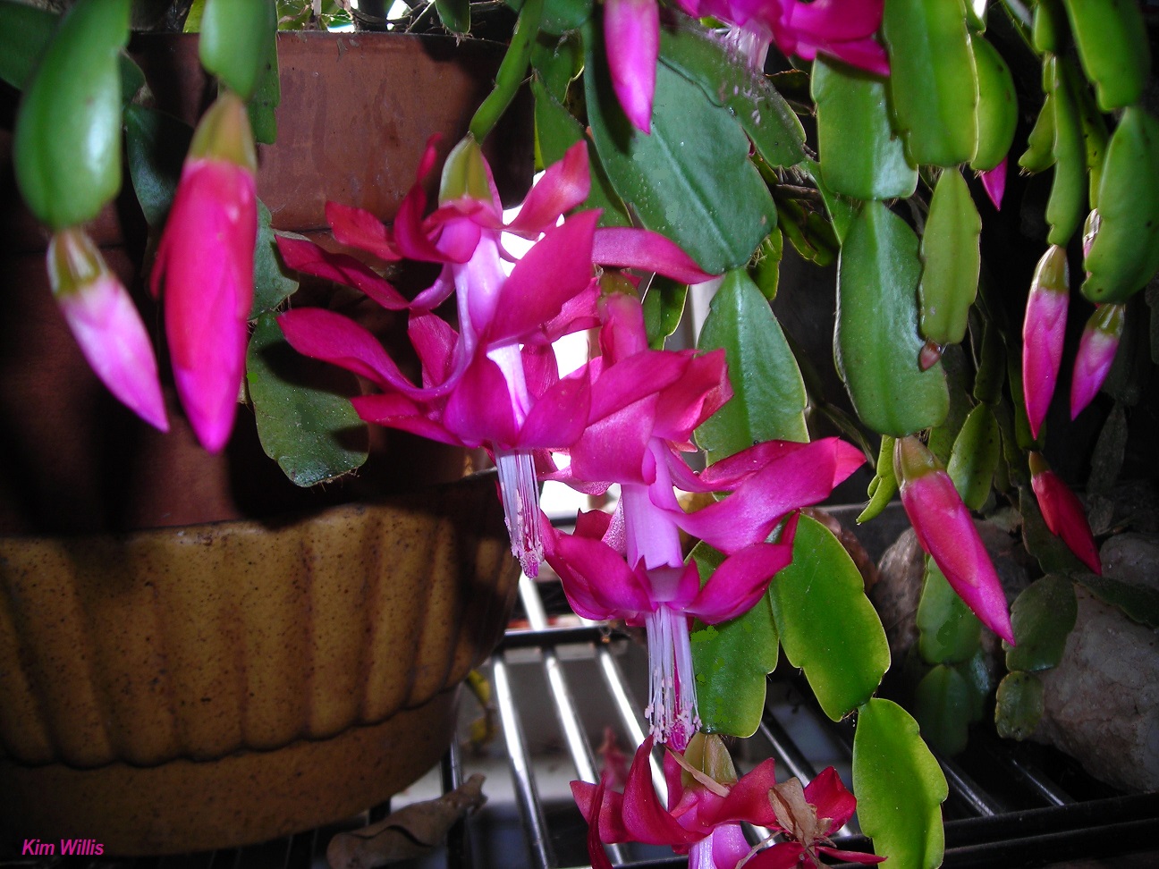 Urban Dream 35 Christmas Cactus Drooping
