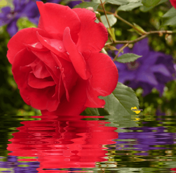 GIFS E CORES Rosas com efeito de água Gifs