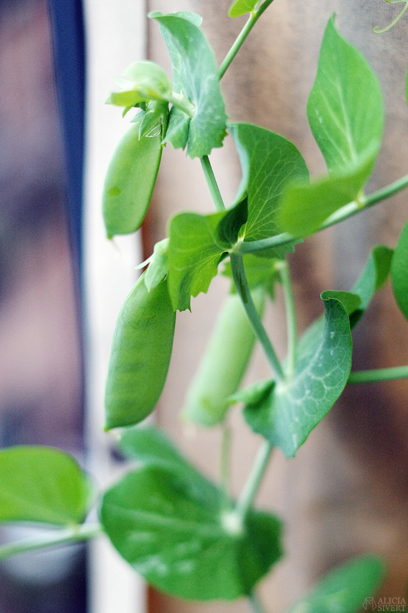 Wrinkled pea, photo by Alicia Sivertsson.