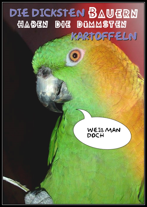 Get Der duemmste spruch des tages Desktop Wallpaper Der Duemmste Spruch Des Tages