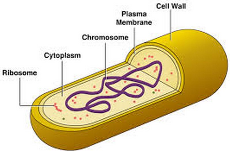 Ribosomes of bacteria everyday