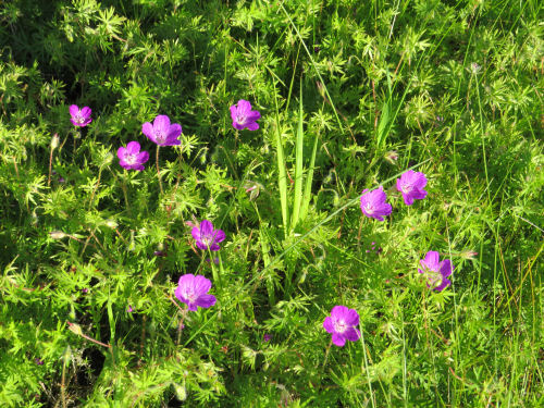 bloody geranium