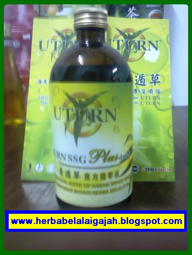 Belalai Gajah Ubat Darah Tinggi  Harbolnas d