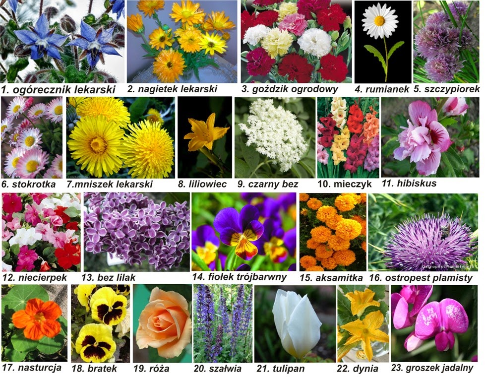 Wiosenne Kwiaty Nazwy Kwiatów Zdrowe życie - Wege przepisy - Naturalne produkty - Diety - Odżywianie