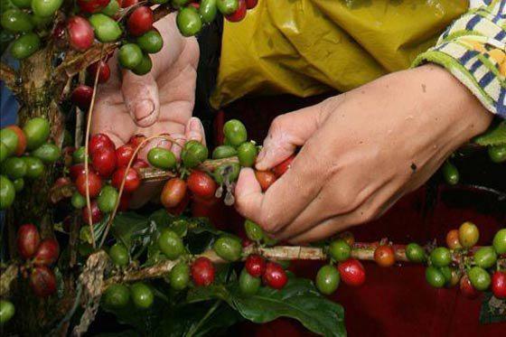 El ictiol el ungüento el grano sobre la persona