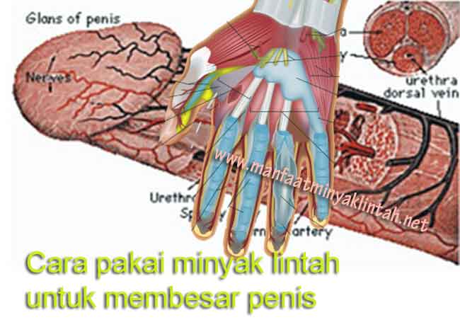 Video Cara Pemakaian Minyak Lintah Video Cara Pemakaian Minyak Lintah