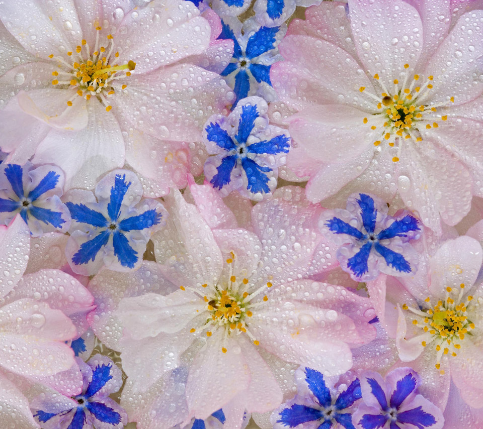 My Image 74