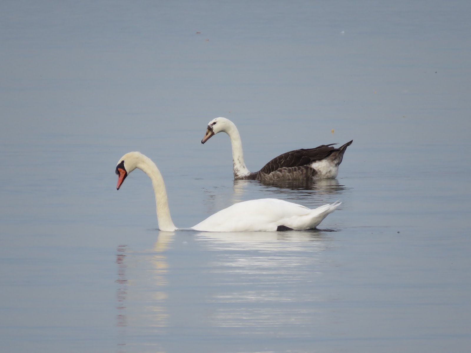 Bird Hybrids Greylag Goose x Mute Swan