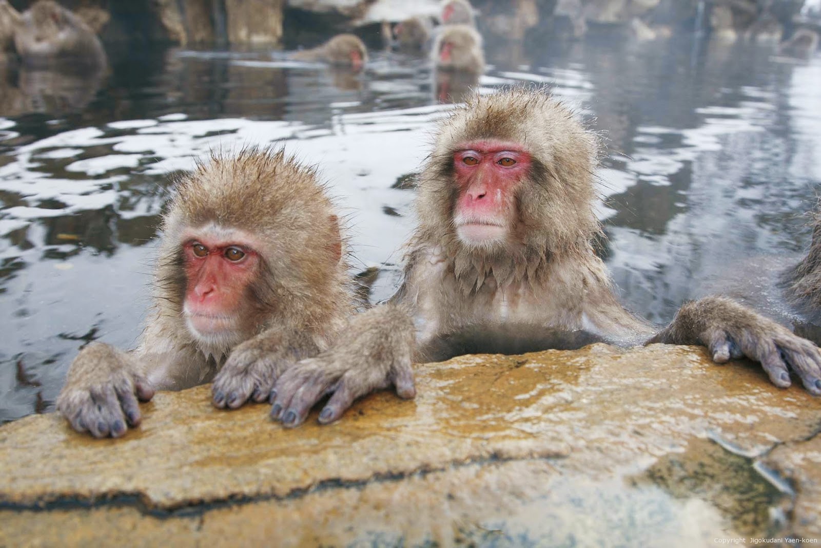 日本北海道猴子集体泡温泉 满脸享受惬意