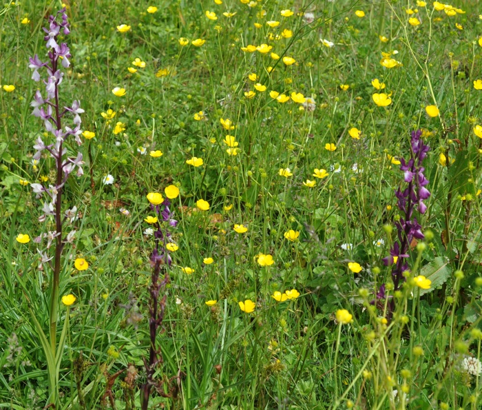 orchidacées orchidacées
