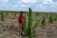 One year old Caribbean Pine trees in Vichada.