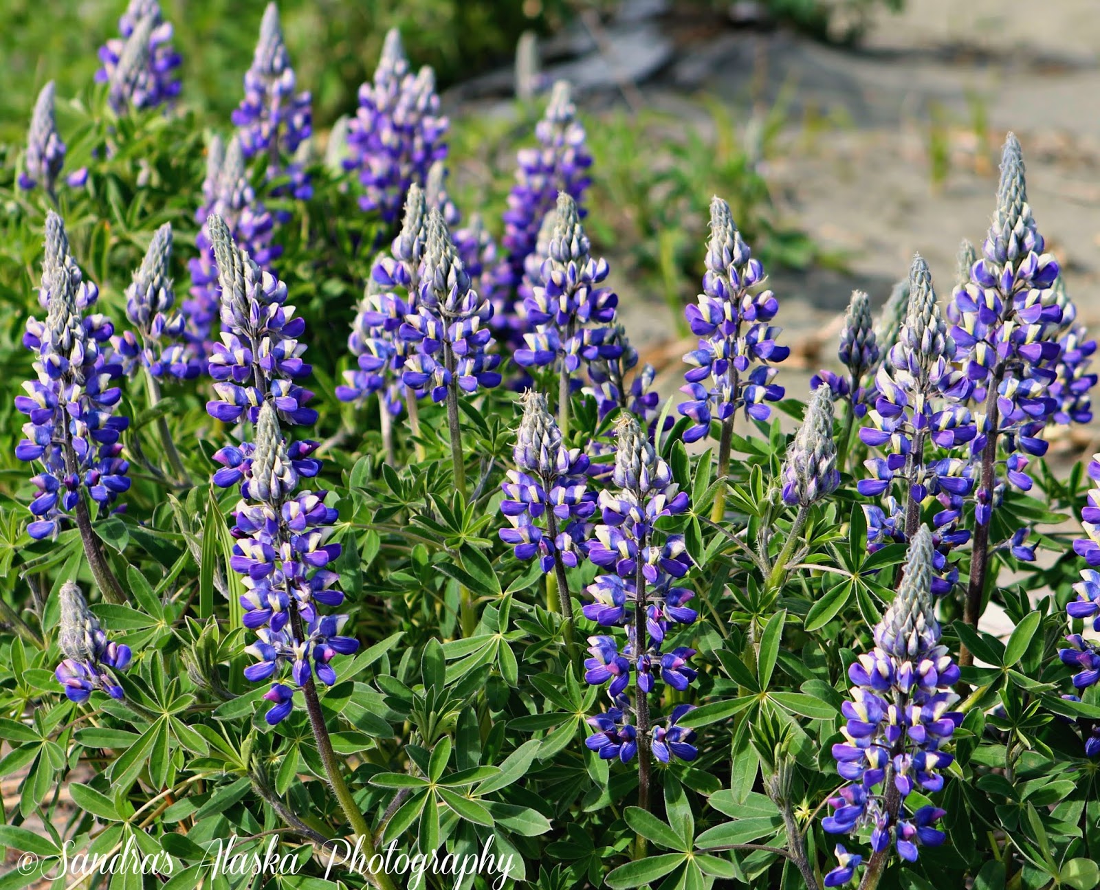 Sandra's Alaska Photography PlantsBerriesTrees