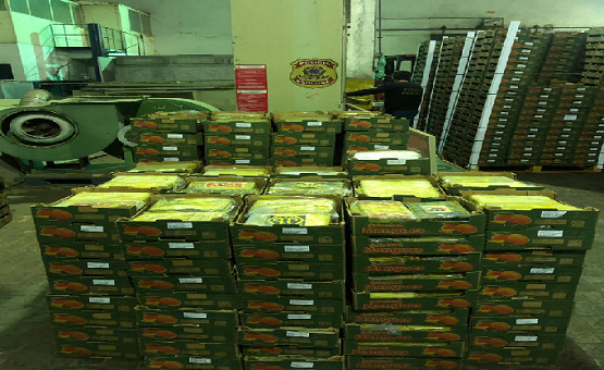 Resultado de imagem para PF apreende no Porto de Natal 1,2 tonelada de cocaína em meio a frutas que iriam para a Europa