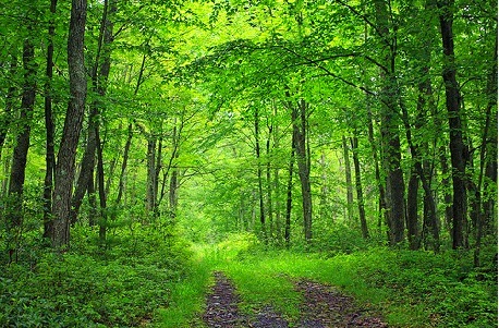  apalagi terdapat jalan kecil di tegah hutan ini Manfaat Hutan Bagi Kehidupan di Bumi