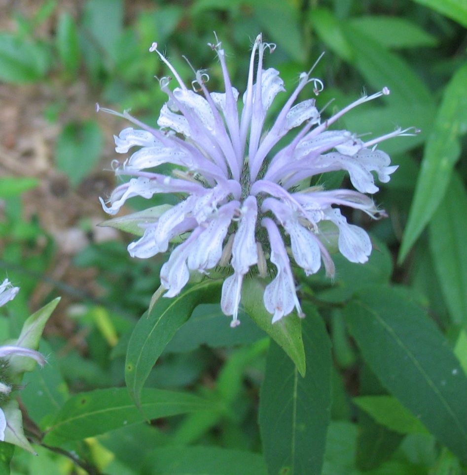 Using Native Plants Native Summer Perennials in