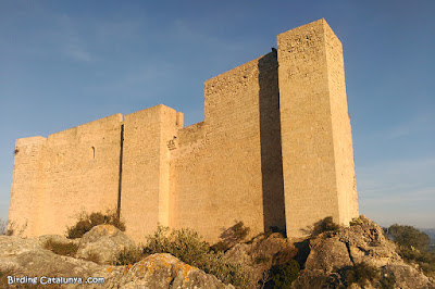 Castell de Miravet