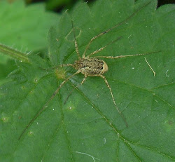 harvestman fauna holmethorpe pits flora sand moors morio gj