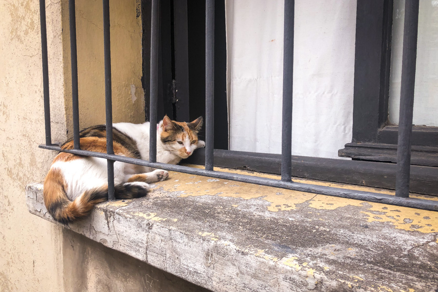 Cats in Windows | Ñuñoa