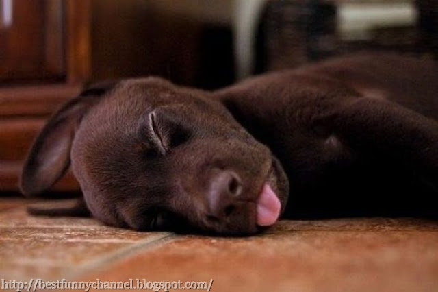 Black sleeping puppy.