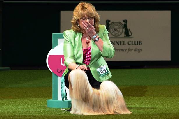 Best Of Westminster Dog Show Fail Best Of Westminster Dog Show Fail