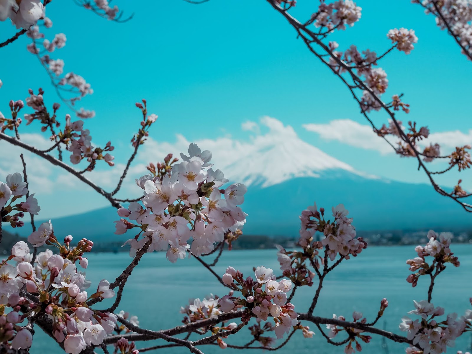 Cherry Blossoms in Lake Kawaguchiko Japan 2018
