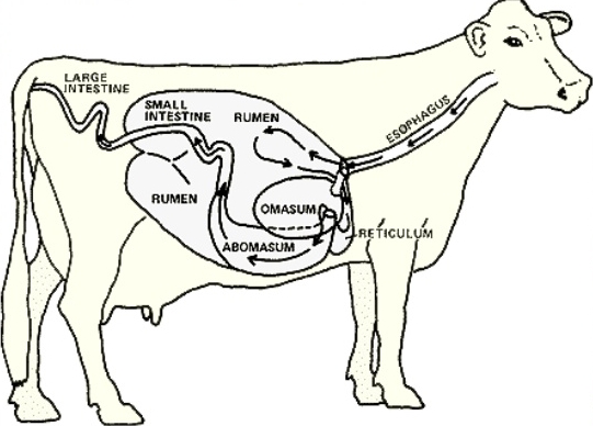 23++ Gambar organ hewan ruminansia terbaru